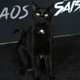 Image for article titled Sorry, But This Cat Is Hot